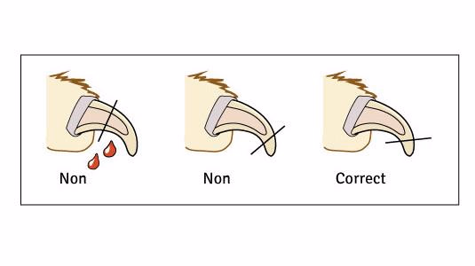 Comment couper les griffes de votre chat en toute sécurité ?