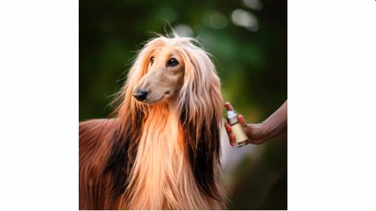 Les Parfums floraux pour Chiens élégants et calmes