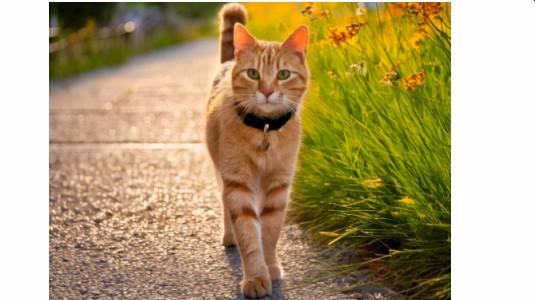 Médaille pour chat : Pratique, chic et personnalisée !
