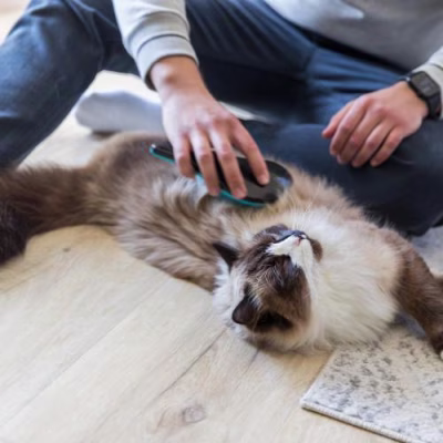 Brosse démêlante chien et chat