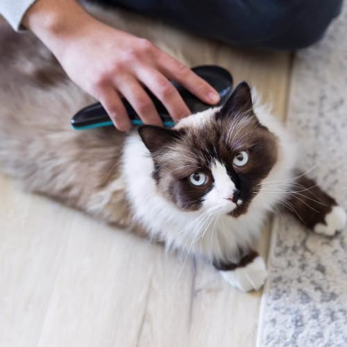 Brosse démêlante chien et chat