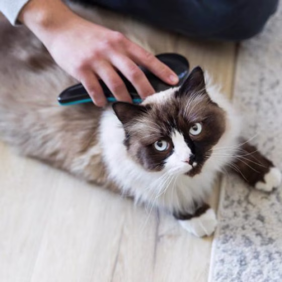 Brosse démêlante chien et chat