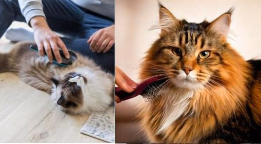 Conseils ! Brossage d'un chat poils longs