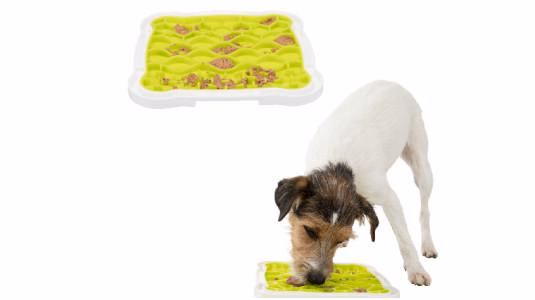 Le léchage un intérêt anti stress pour votre chien