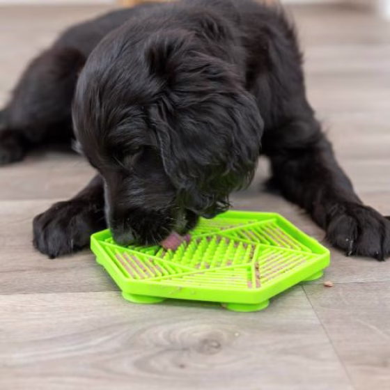 Tapis de léchage avec ventouse pour petit chien