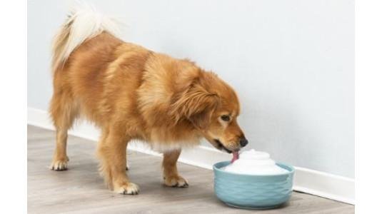 Fontaine à Eau pour Chien : Eau Pure, Fraîche et Filtrée en Continu