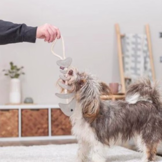 Jouet pour Chien en Cuir Véritable arête de Poisson sur Corde