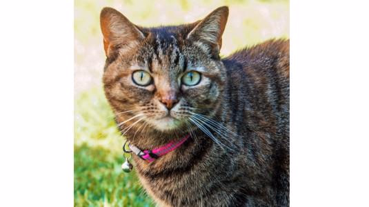 Pourquoi mettre un collier à son chat ?