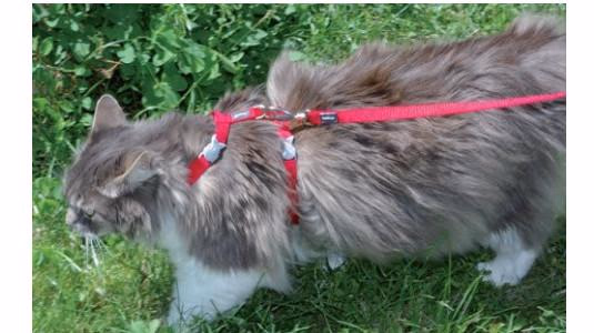 Comment mettre un harnais sur un chat ?