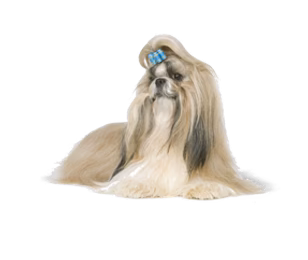Shih Tzu