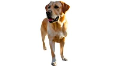 Labrador Retriever