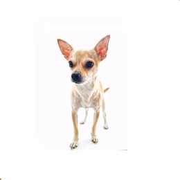 Chihuahua