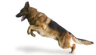 Berger Allemand